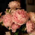 Peonies 350x234