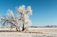 Frosted Tree