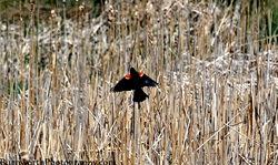 red-winged black bird