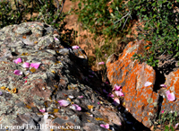 rock, rose petals