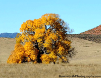 tree, autumn tree