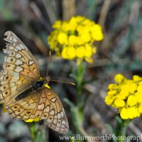 butterfly, butterfly effect